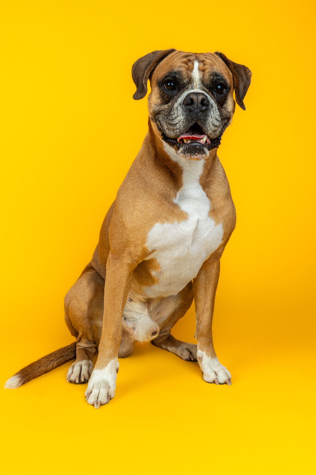 Boxer sitting against yellow