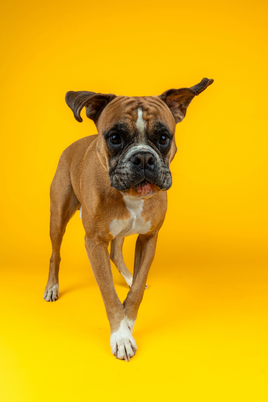 Boxer walking toward camera