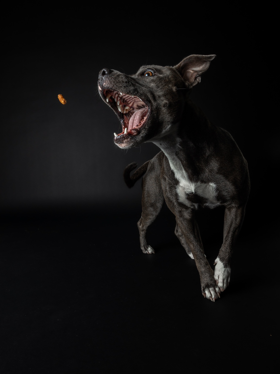 Elly catching a treat against black