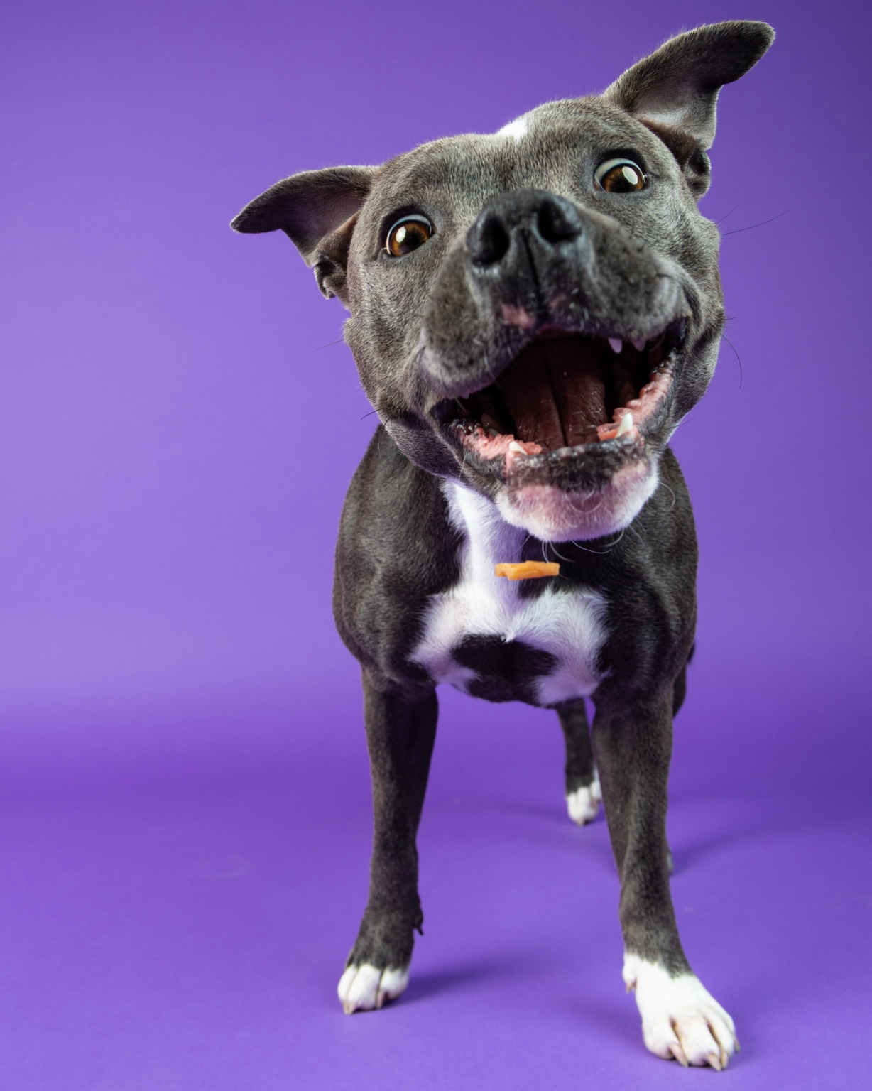 Elly catching a treat on purple