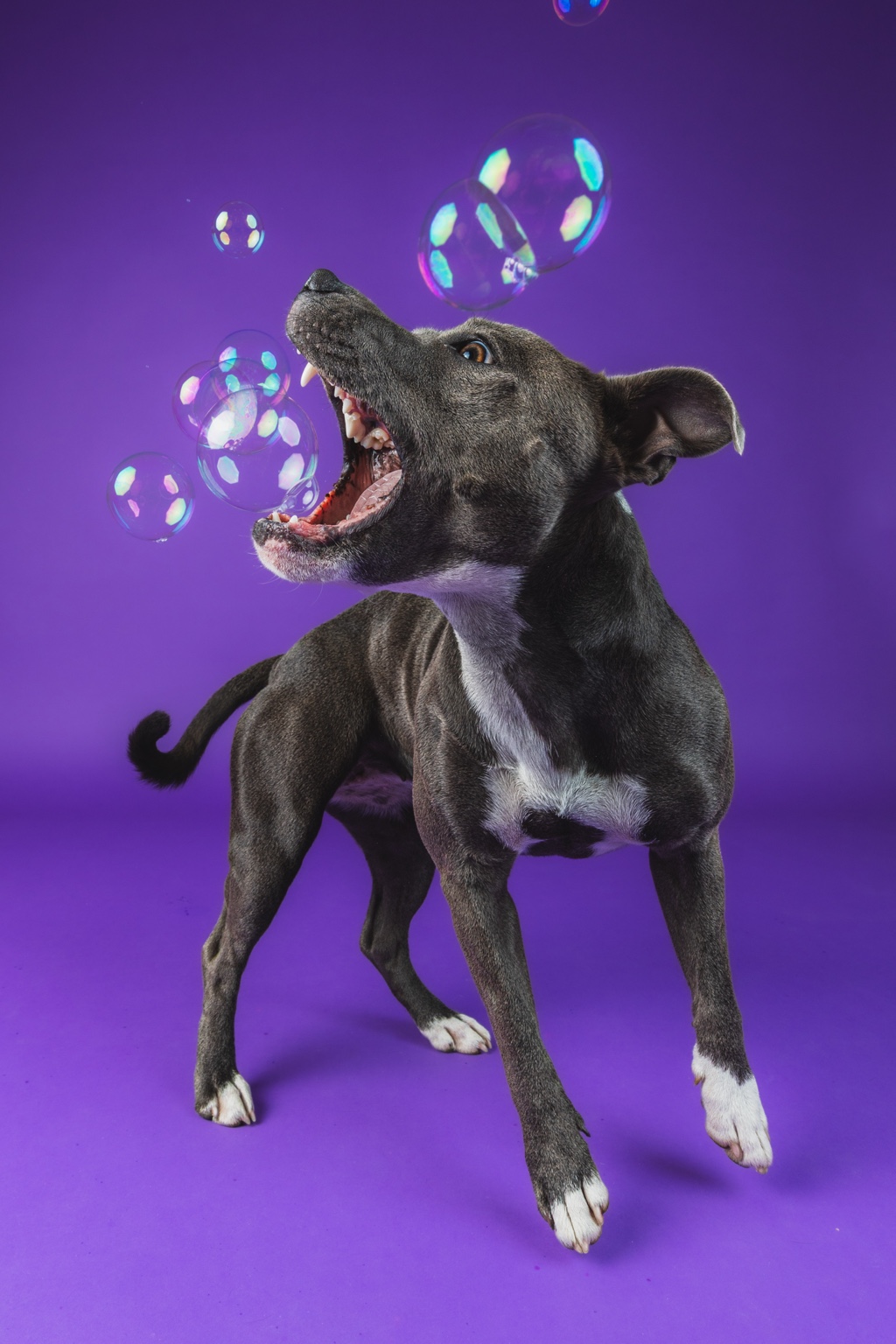 Elly jumping at bubbles against purple