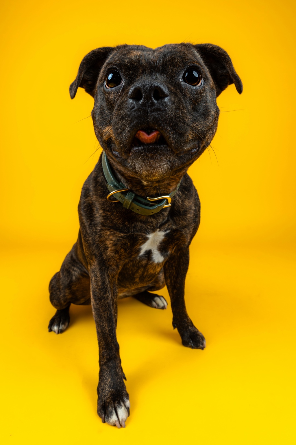Brindle dog sitting on yellow
