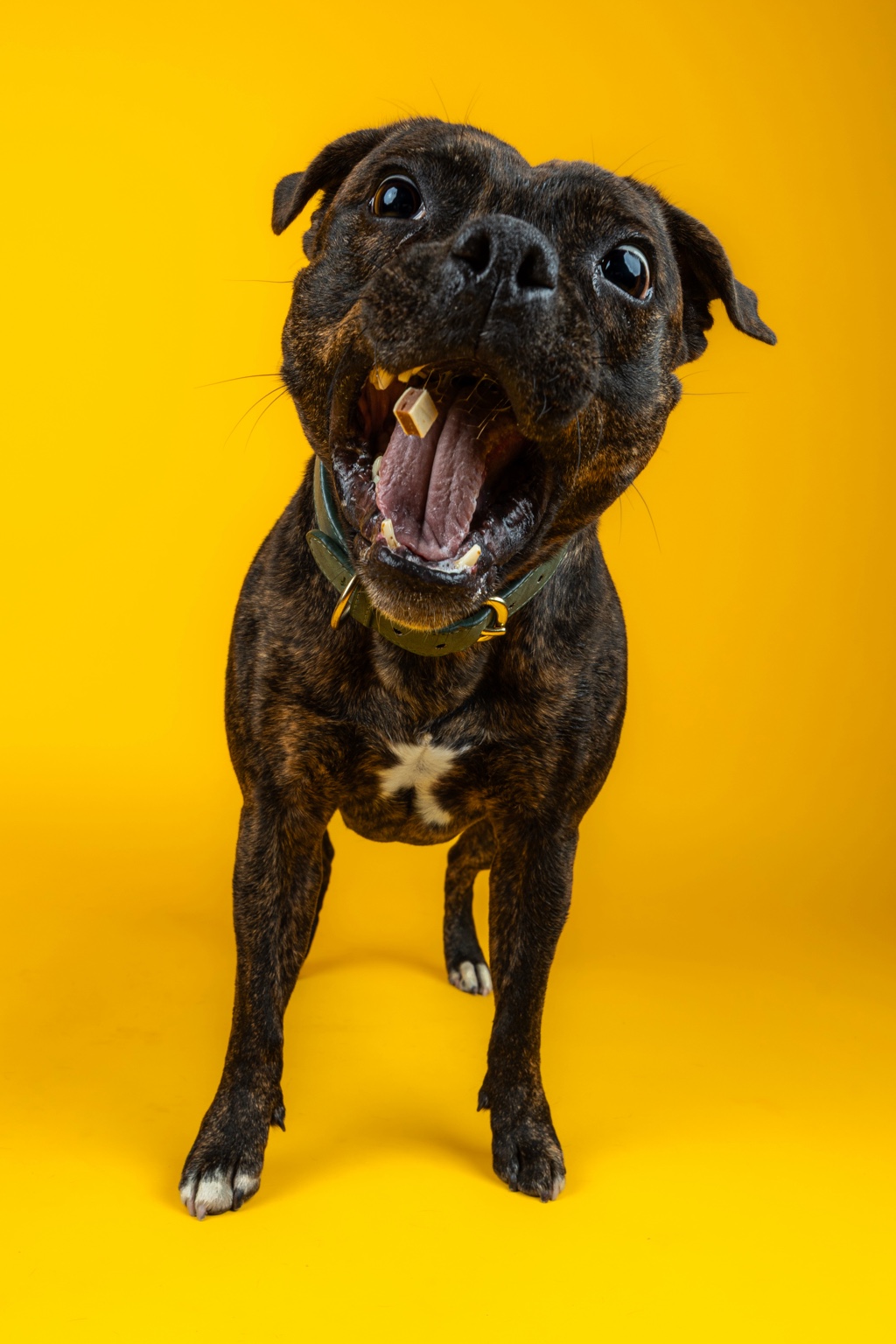 Brindle dog yawning on yellow