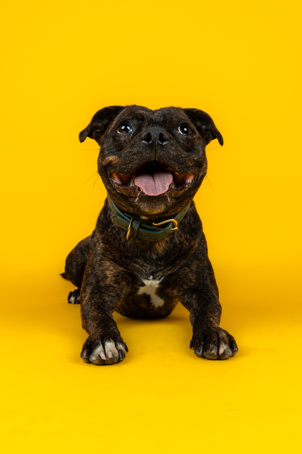 Brindle dog resting on yellow